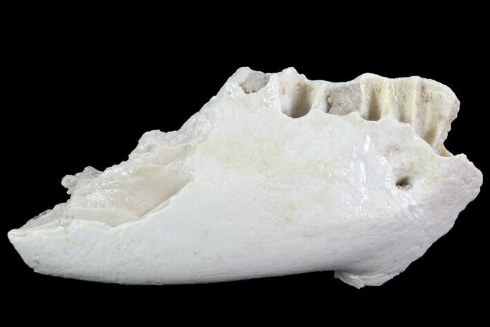 Oreodont (Leptauchenia) Jaw Section - South Dakota #91078